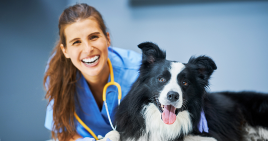Best Marketing for Vets in Australia: What Works, What Doesn’t, and Where to Focus